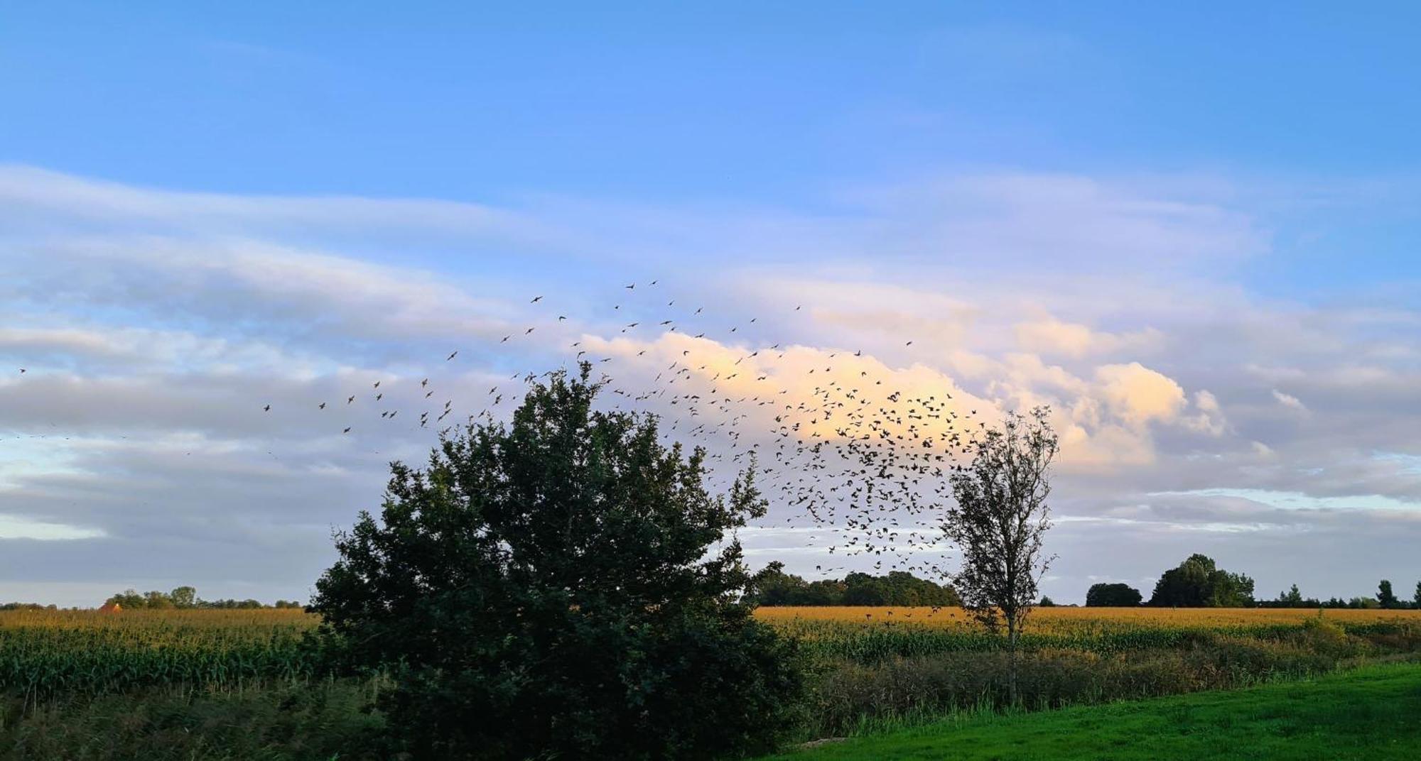 B&B De Kan Hoeve De Veenhoop Esterno foto